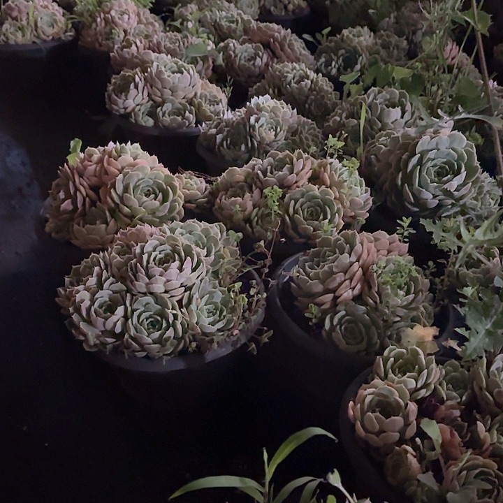 昂斯诺大群老桩无砍