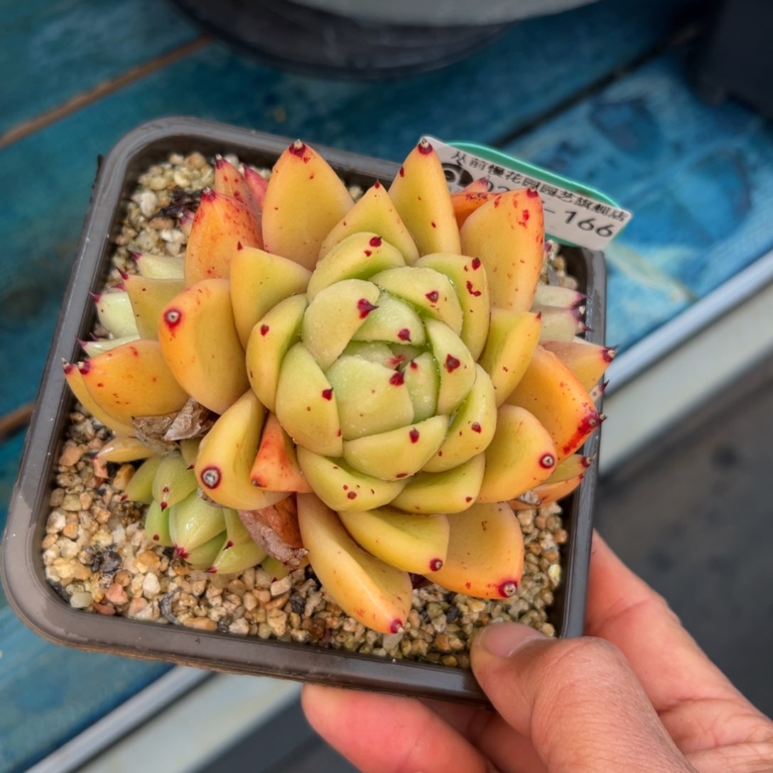 多肉一物一拍0207-166