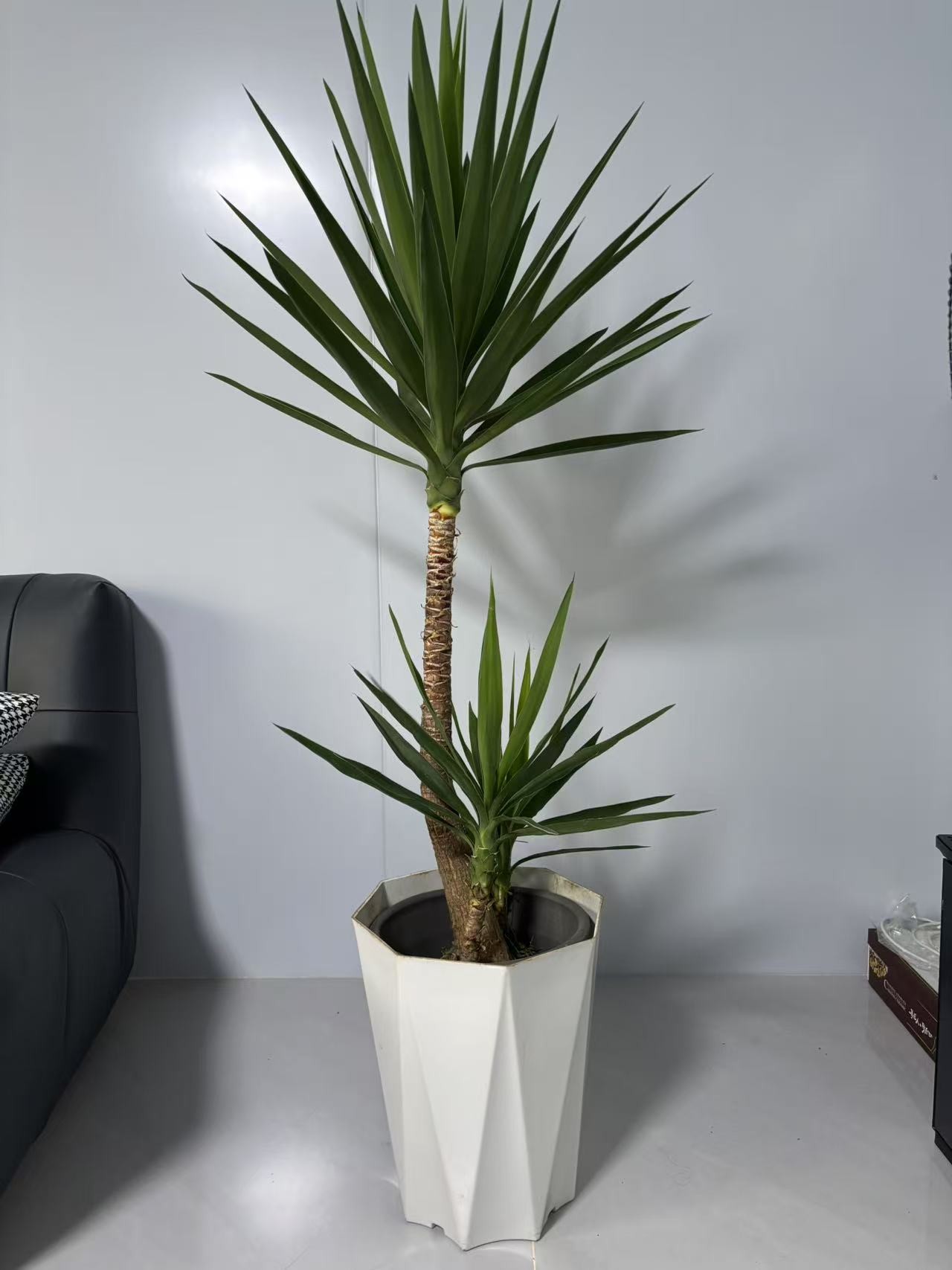 双层荷兰铁1.4-1.5米大型绿植可净化空气绿植盆栽