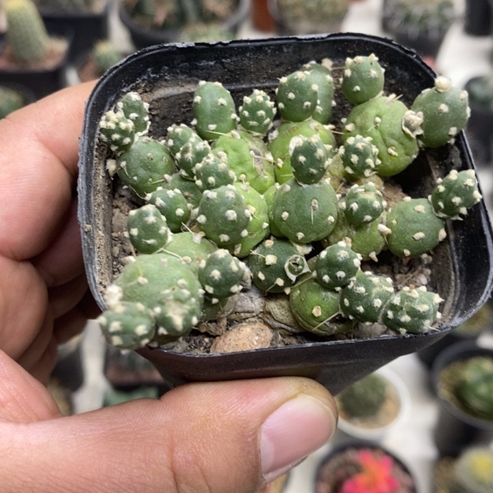 罗西安娜特价福利