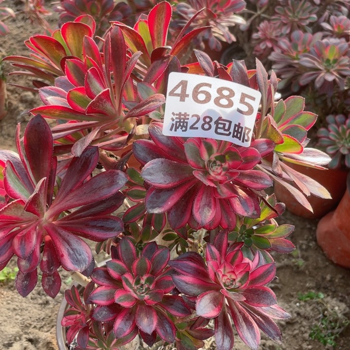 4685一号棚香奈尔丛林B