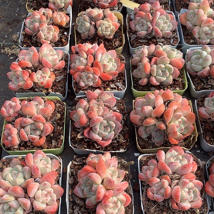 4头冰玉杂整群3颗