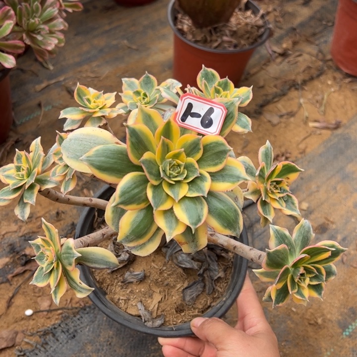 灿烂多肉植物1-6