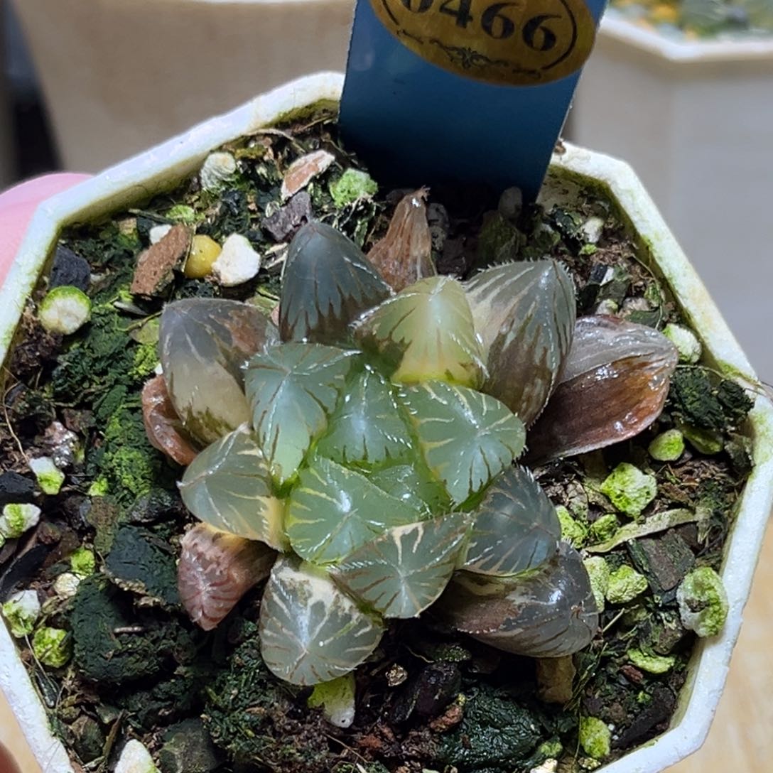 恭喜发财大吉大利0466