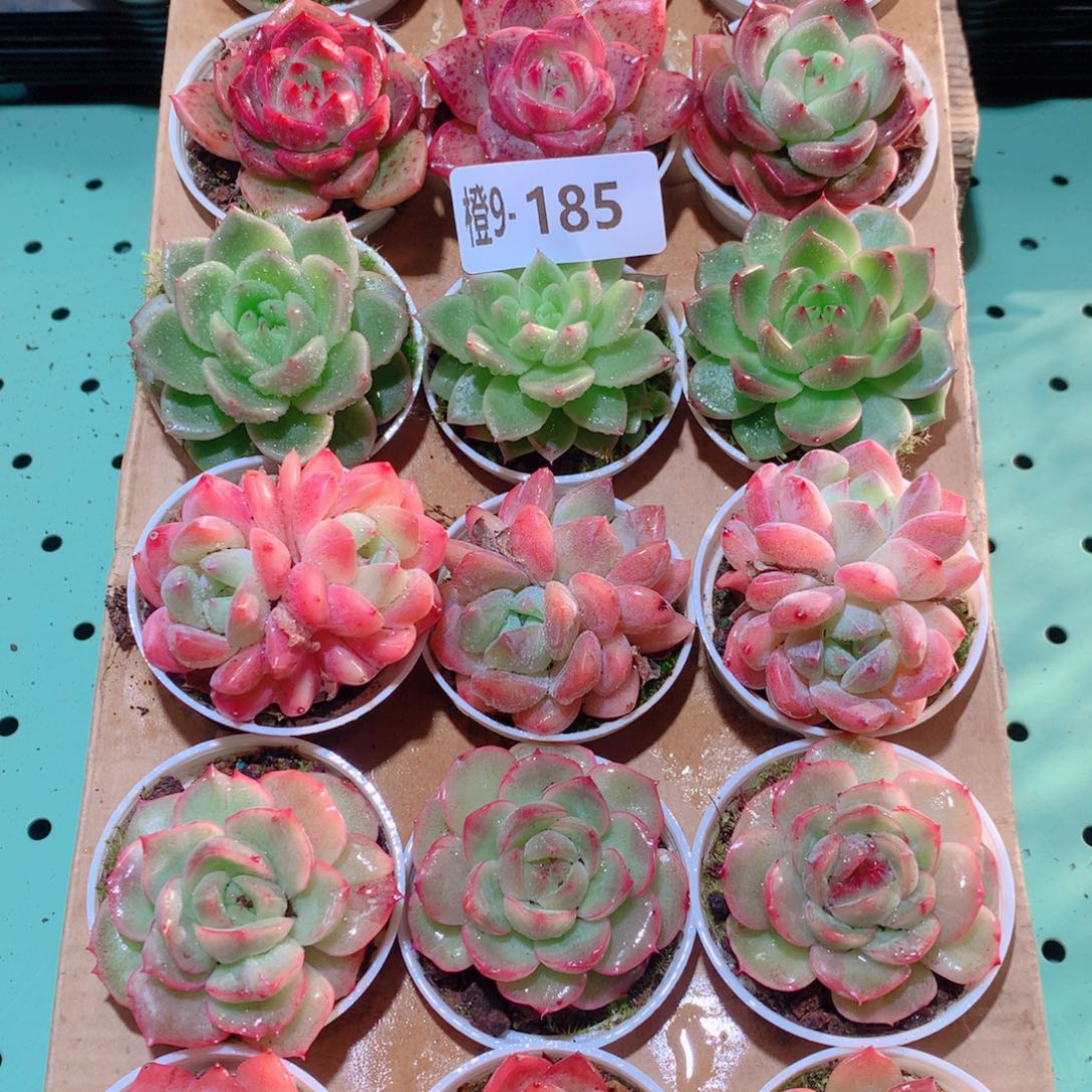 ****木9-185一物一拍多肉带盆18颗
