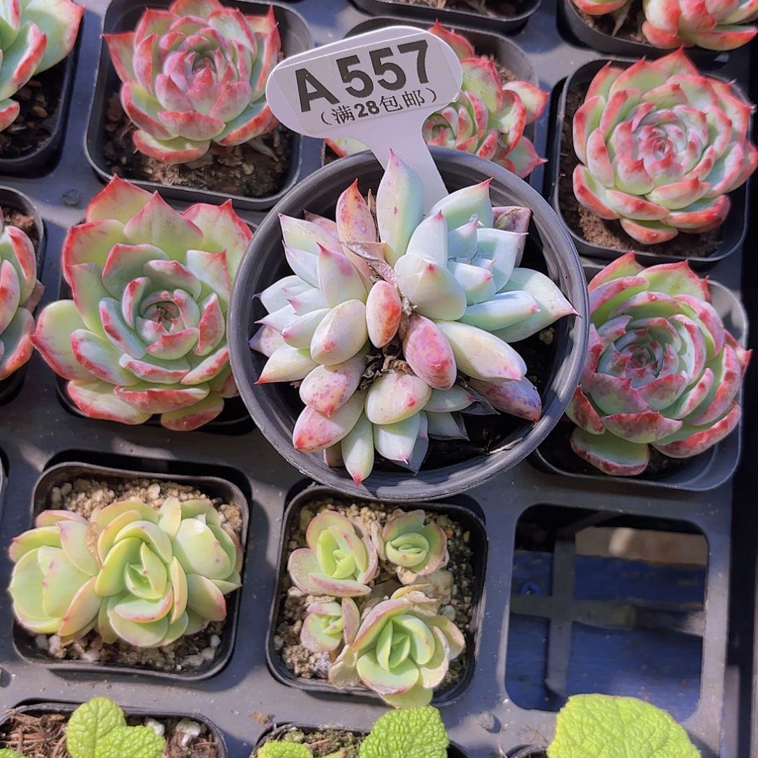 A557野卡一物一拍