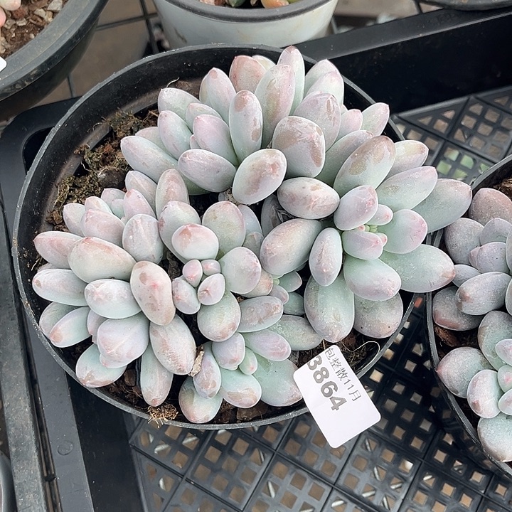 阿雅园艺。       3864香水