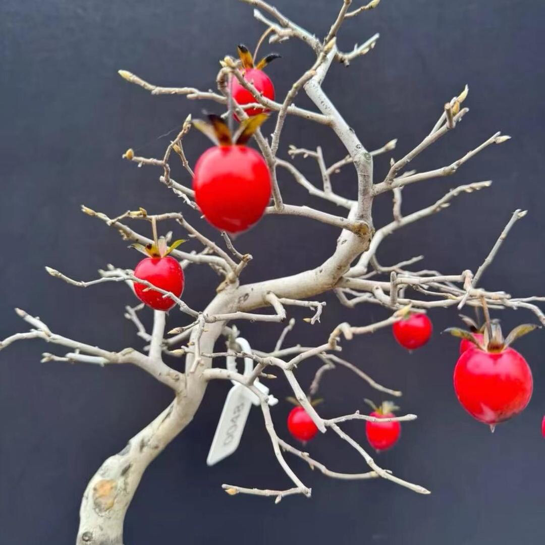 米叶春花一物一拍