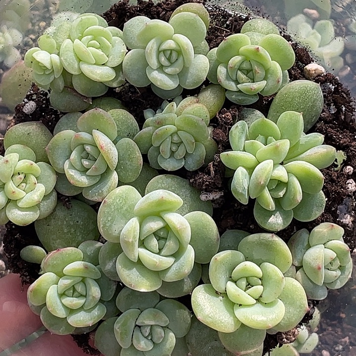 拾***光OTO多肉切糕优选dy2298