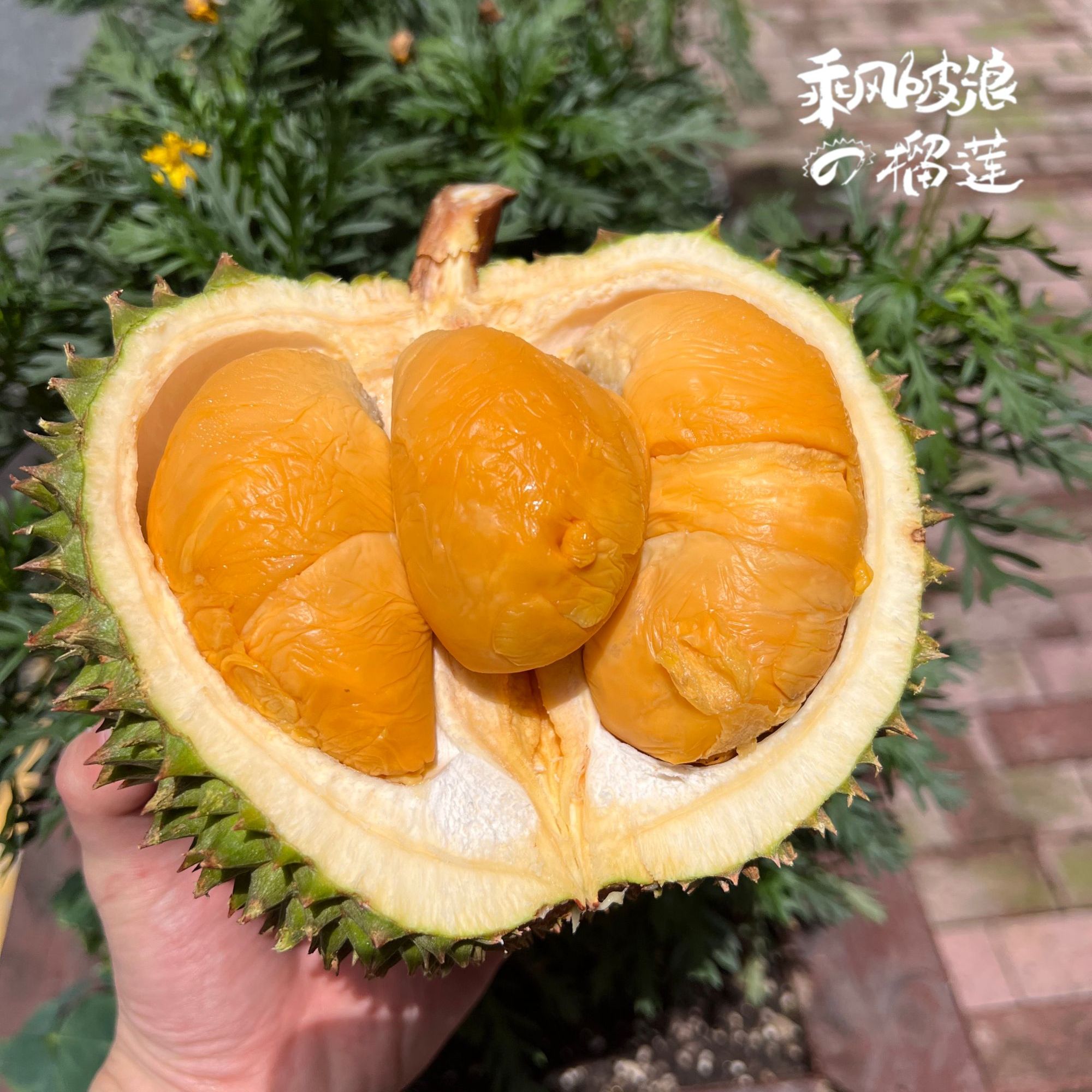 【乘风破浪的黑刺】新鲜马来西亚空运树熟黑刺 槟城产区A果 保4房 一果一重 核大黑刺马来西亚