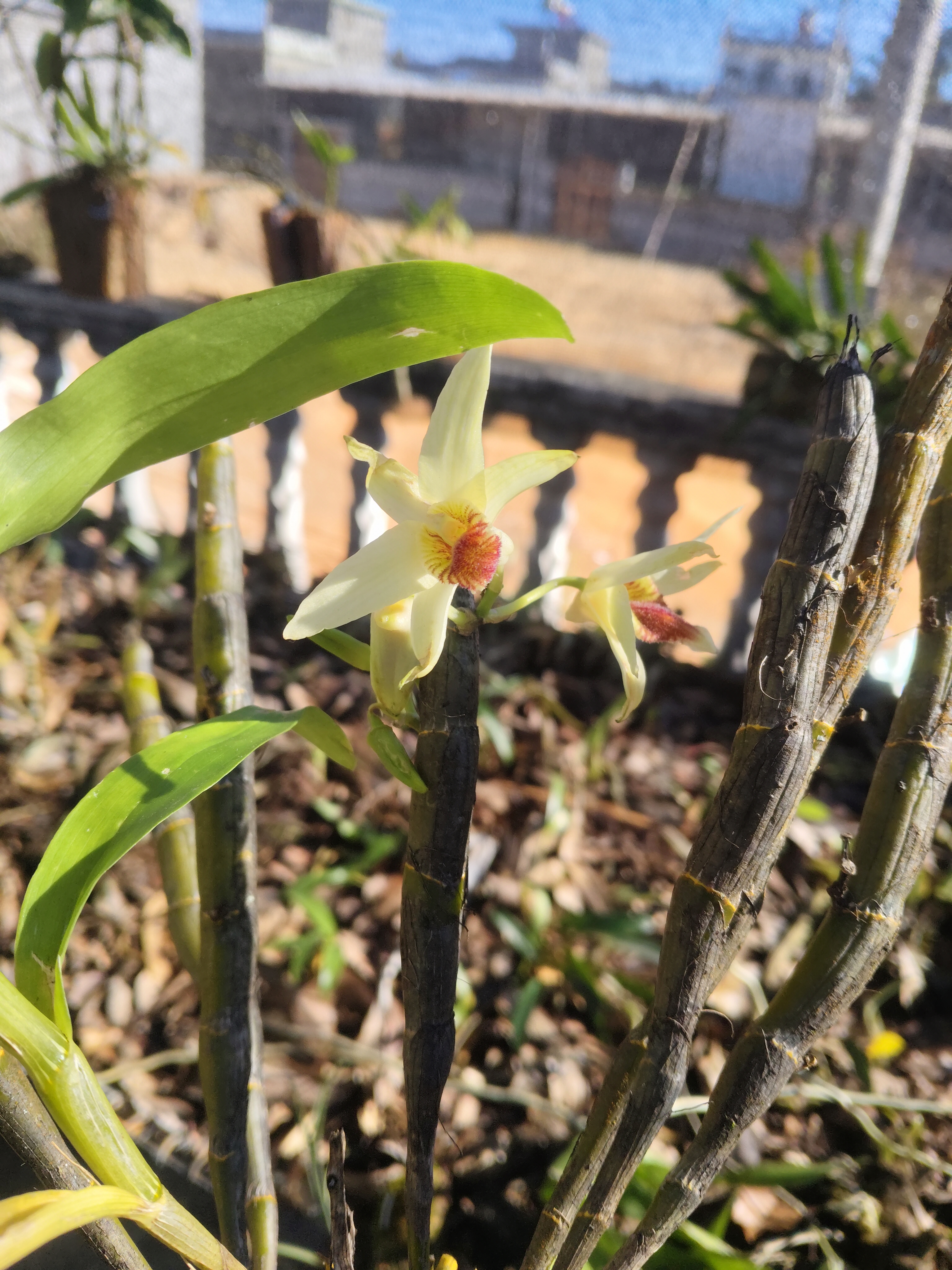 代拍链接室内观赏植物