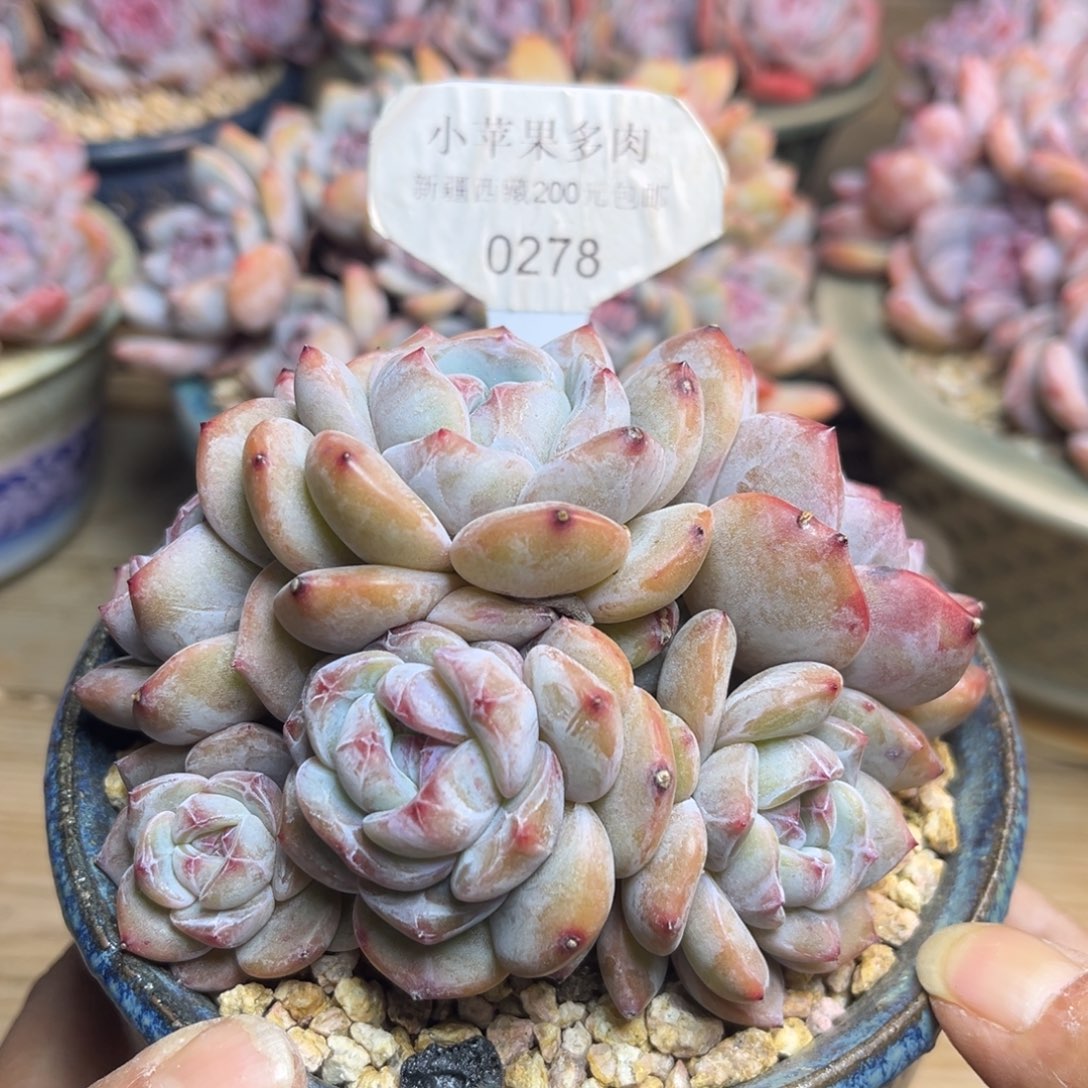 绿底紫心278/11cm6头