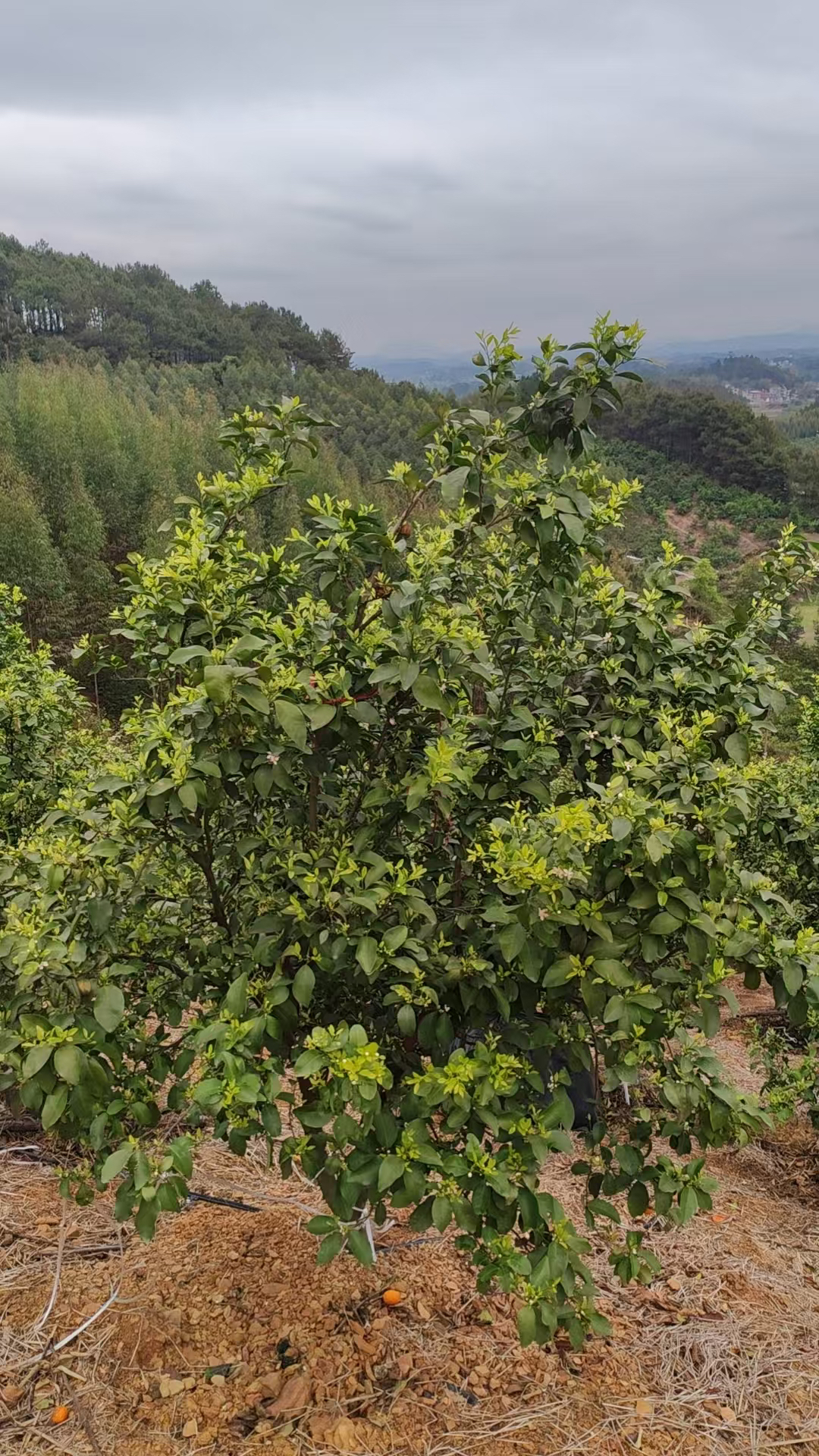 绿植盆栽地栽专用链接
