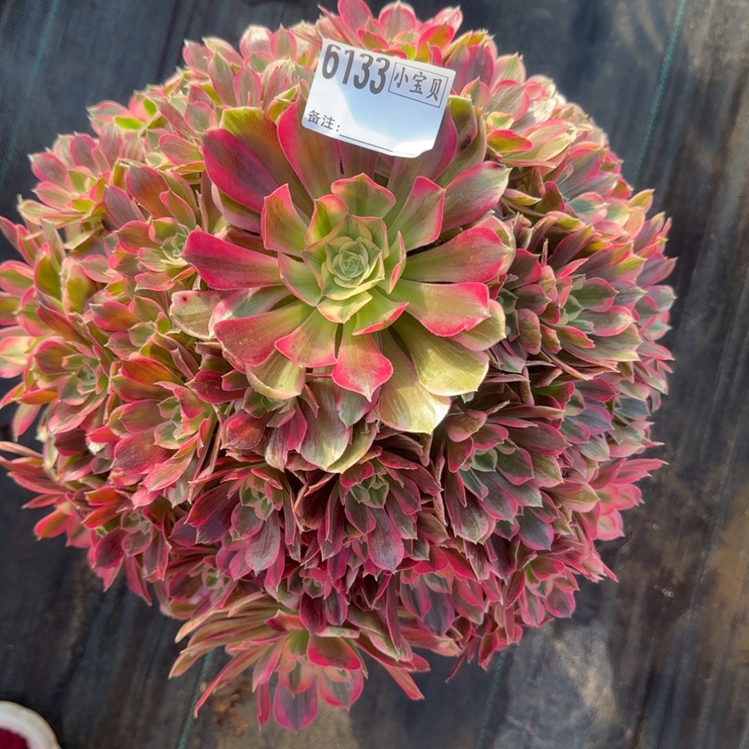 美***～男神多肉6133多肉