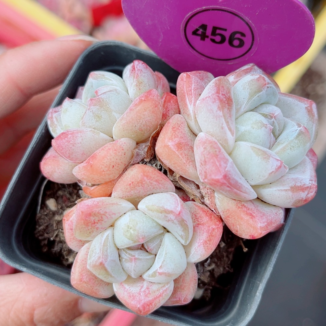 456号小老桩冰玉群