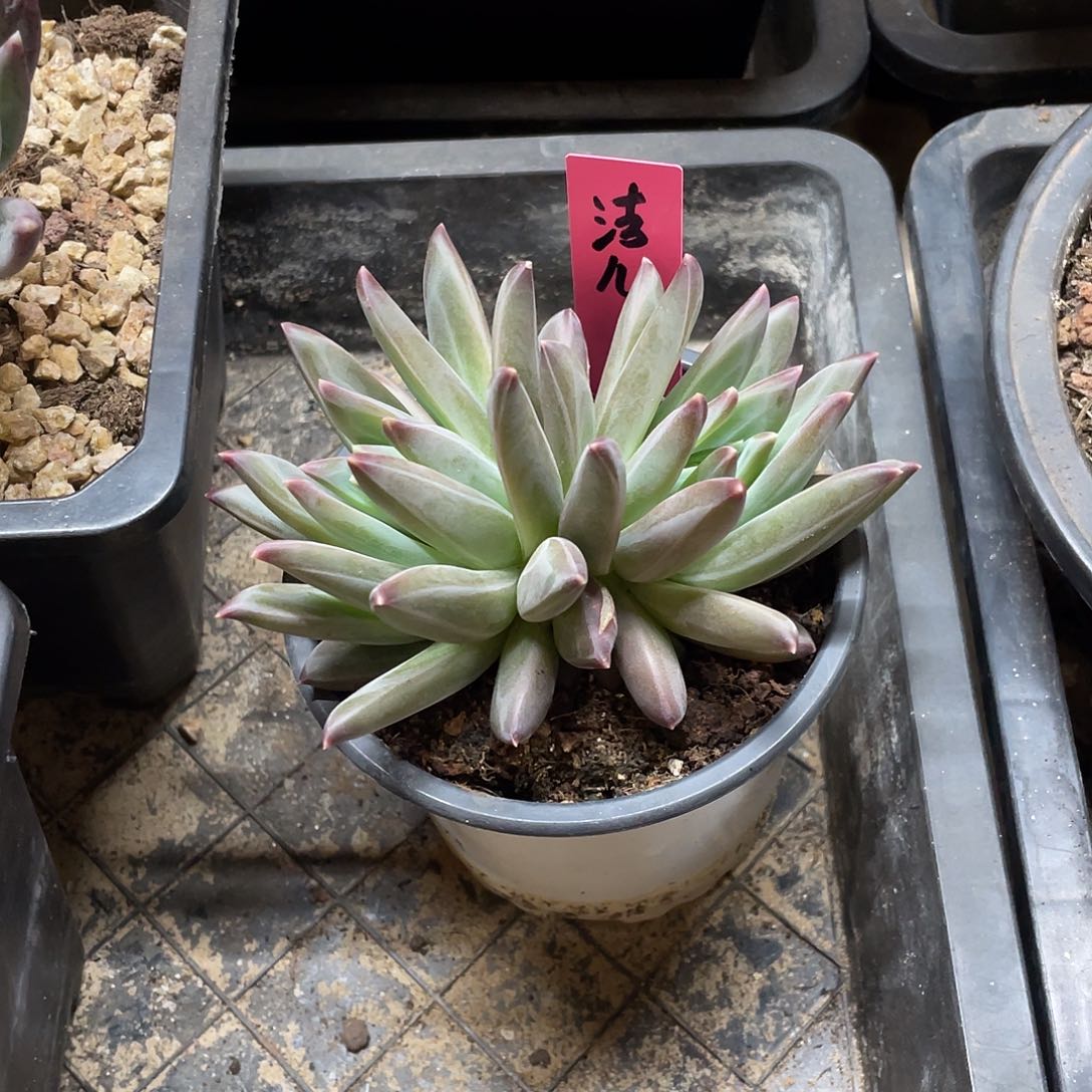 ‖**児多肉植物的生长发育与生长