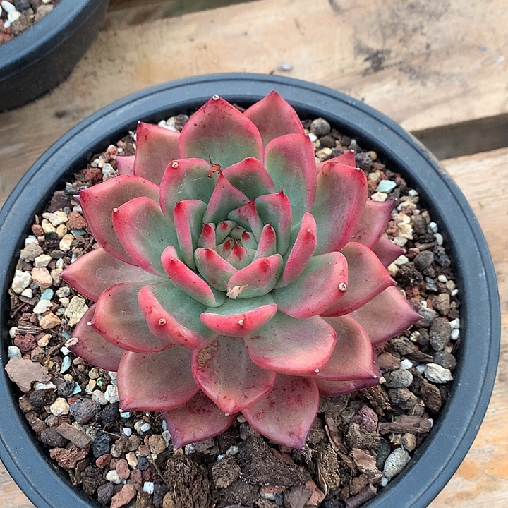 美肉特价把活动开始啦