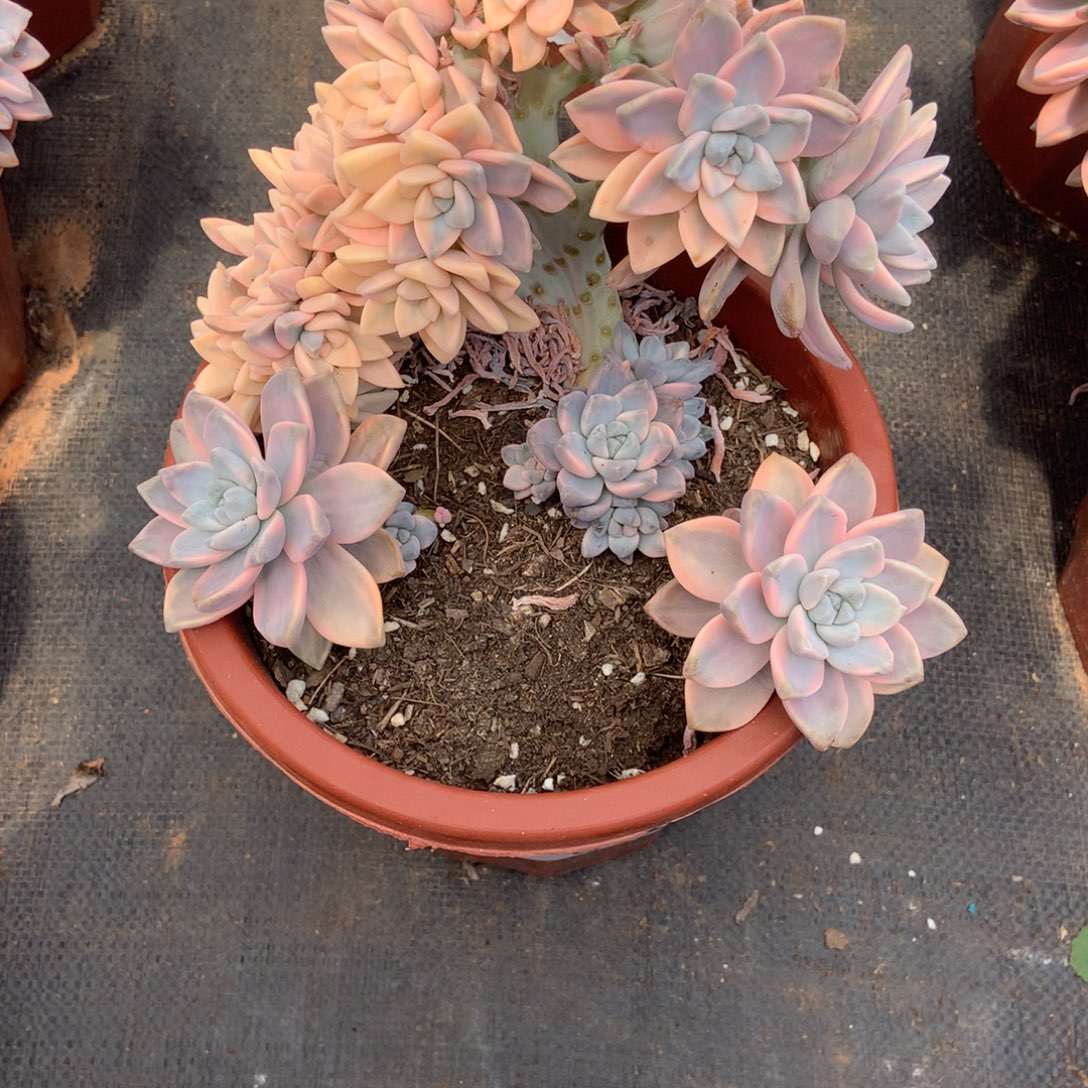 ****ᯓ淡雪锦2094拍十送一晓晓一物一拍冷链