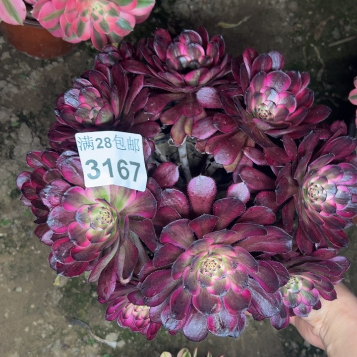 3167红金刚多肉植物