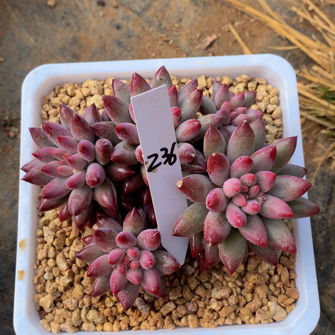 车厘子7262727723737