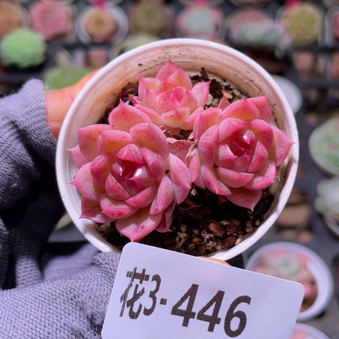 花利美3-446麦秆群