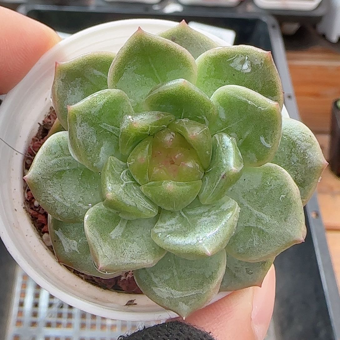 多肉0719-165红瑶珍妮