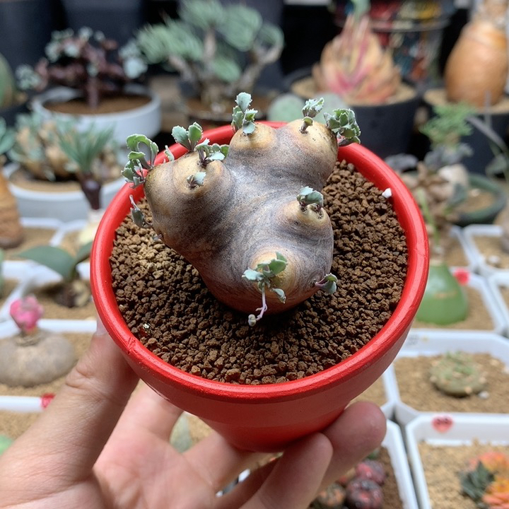 产地格加厚敦菊带盆