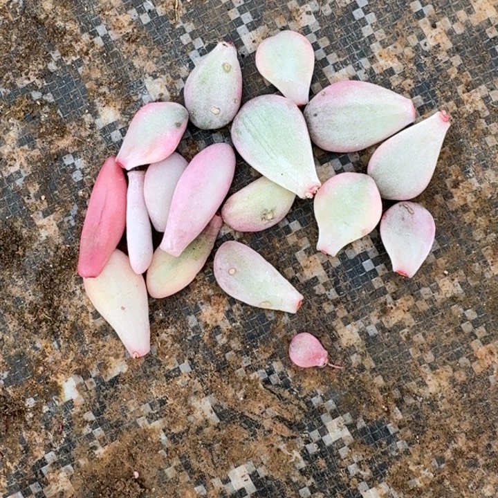 花斑鹿葡萄叶片一物一拍4