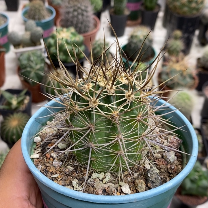 实生幻虾特价福利