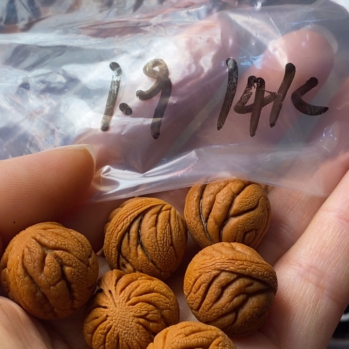 手串文玩核桃秦岭野生龙纹桃核19