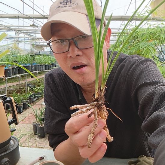 N***0完全开放蕙兰无名兰花