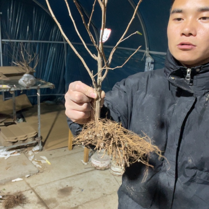 十二一重海棠花一颗