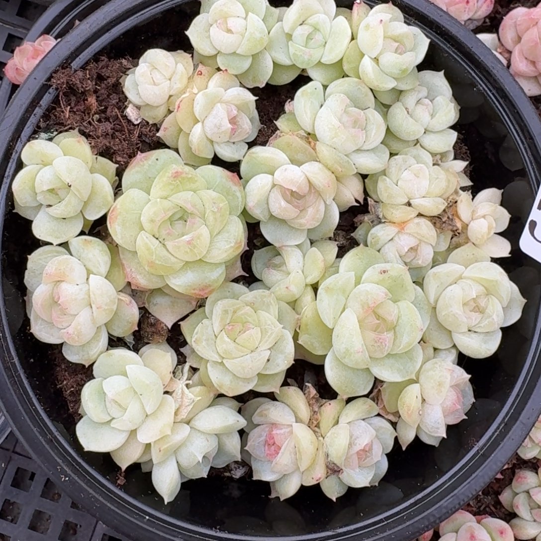 多肉植物多肉植物597