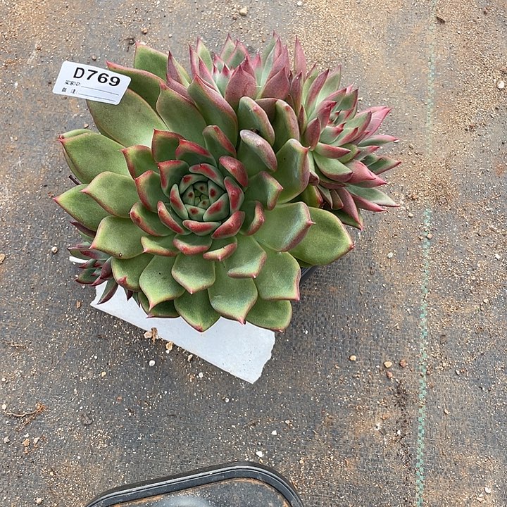 若如东云单拍D769