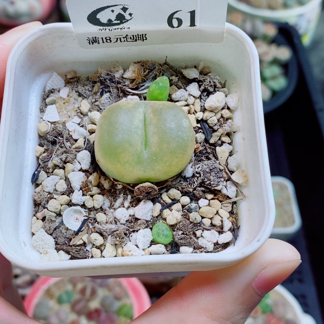 生石花花花花花花花花61