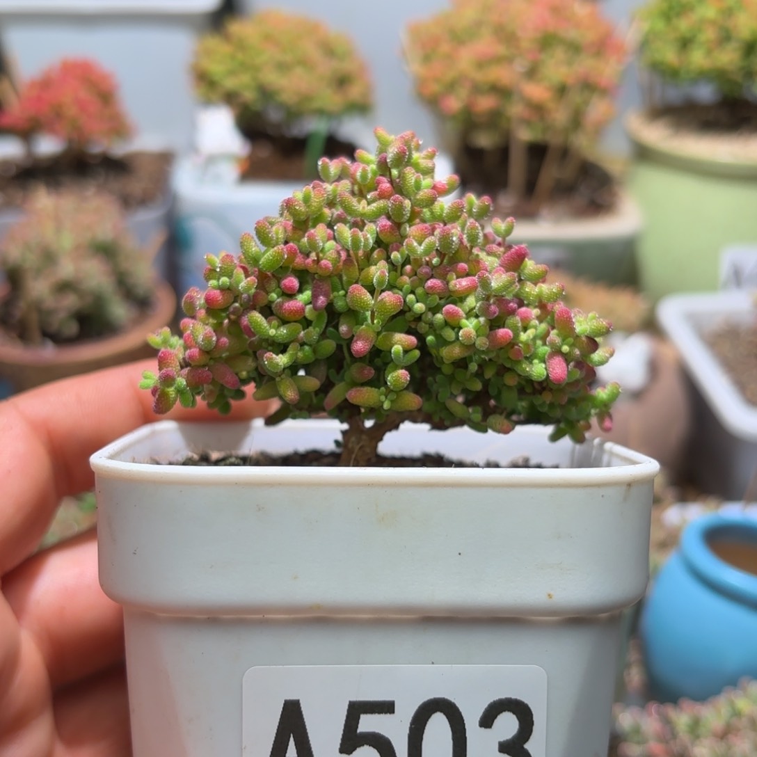 闪购商品蜜橘圣诞树A503