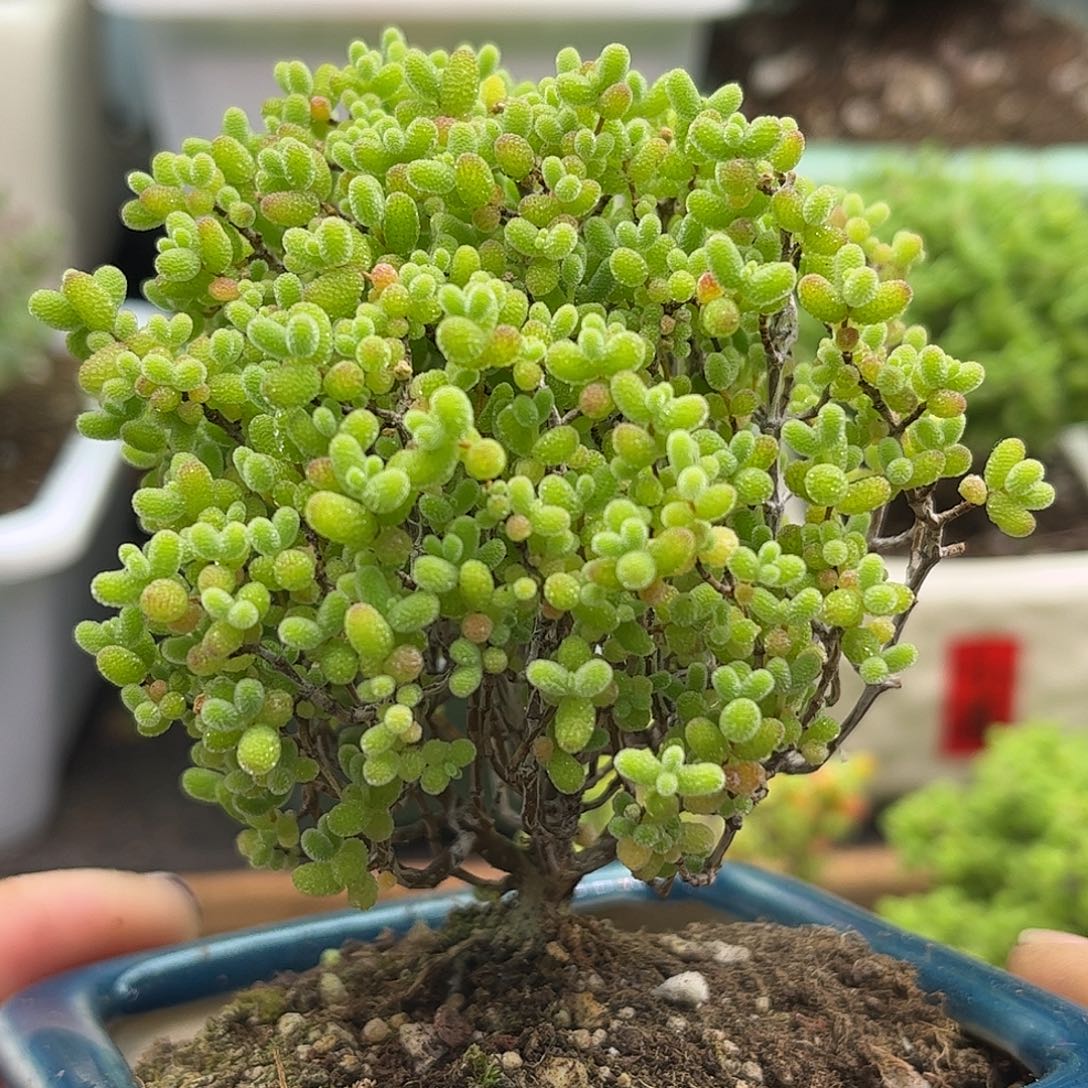 12蜜桔带盆优选枝干