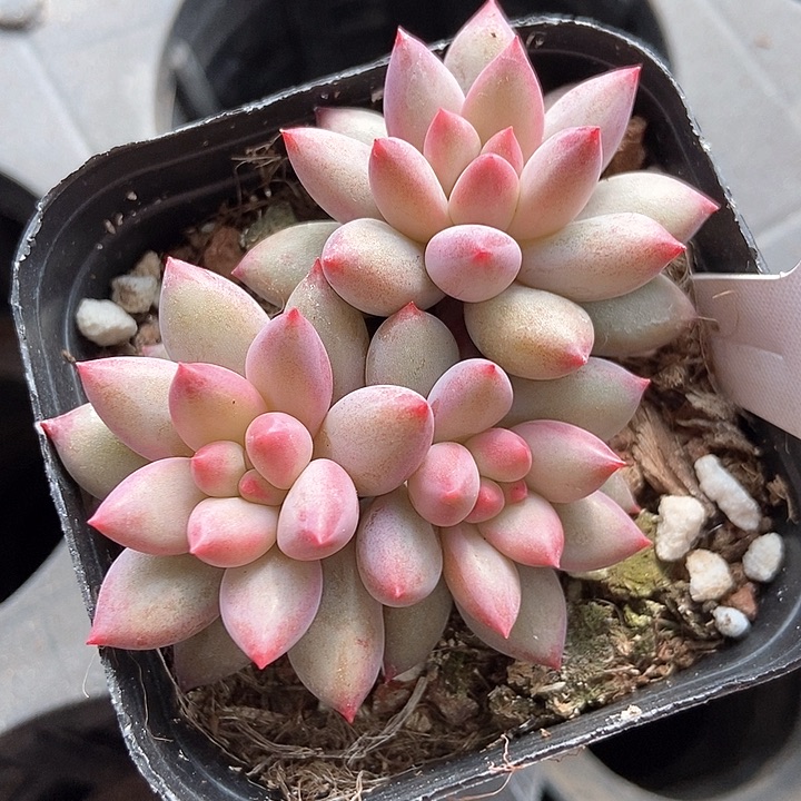 多肉植物虞美人1333