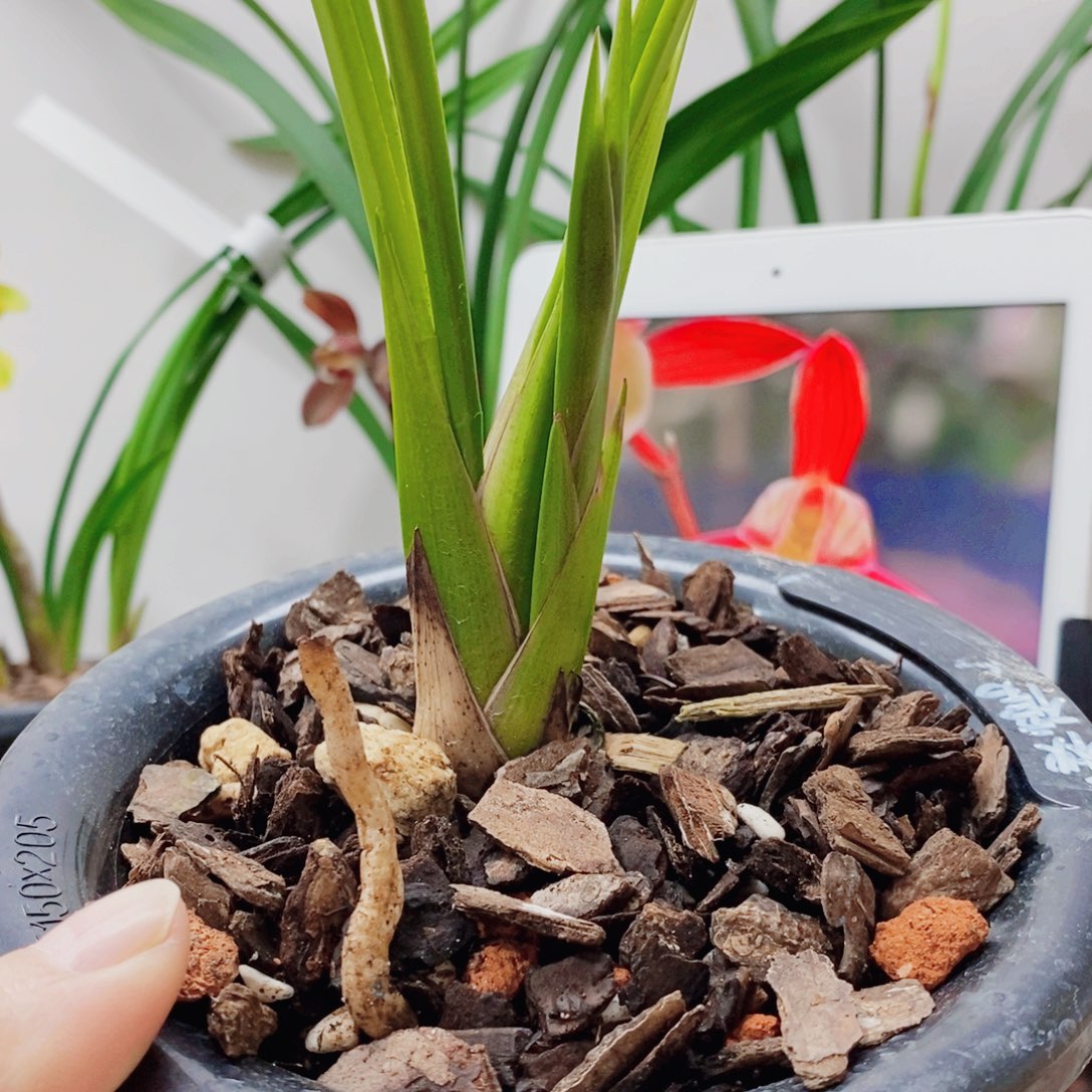 为***持大部分花苞少量开放