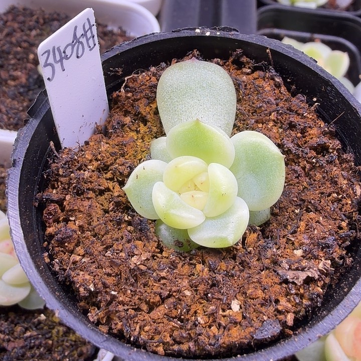 340水蜜桃甜心5公分盆口