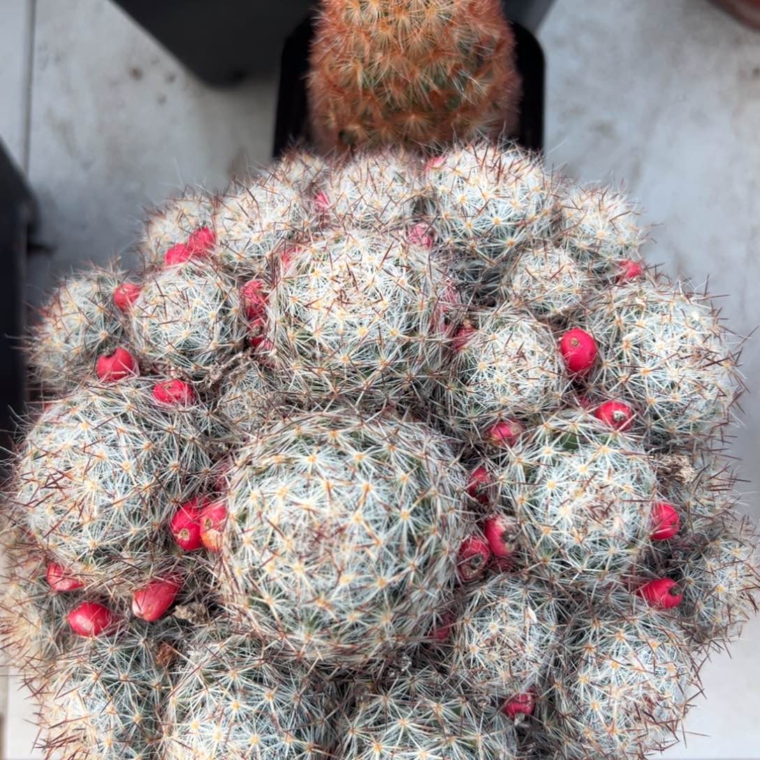 松霞随机一颗。   