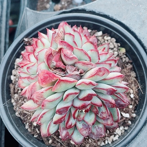 灵珠15.8一盆6855888688865