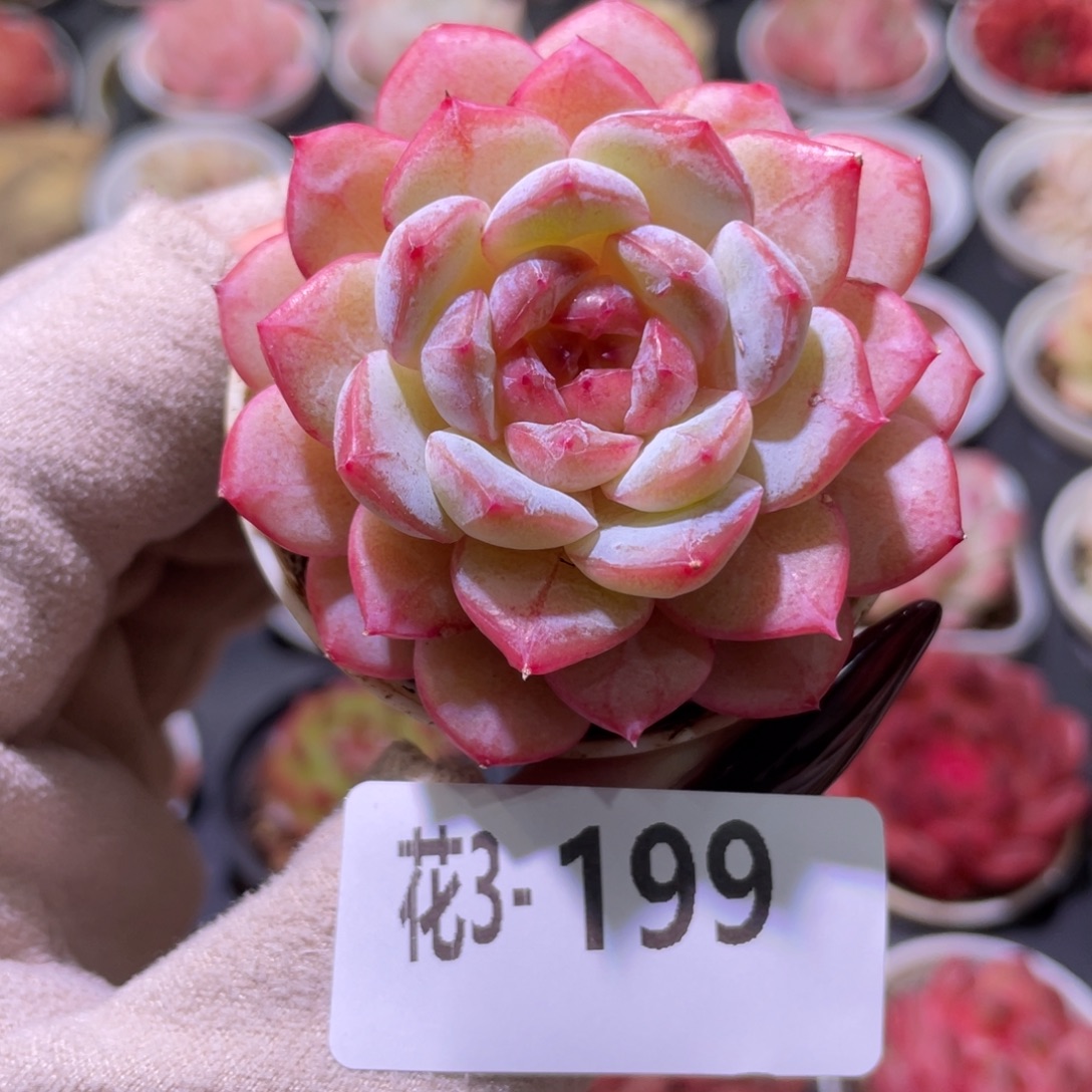 花利美3-199雪颜玉