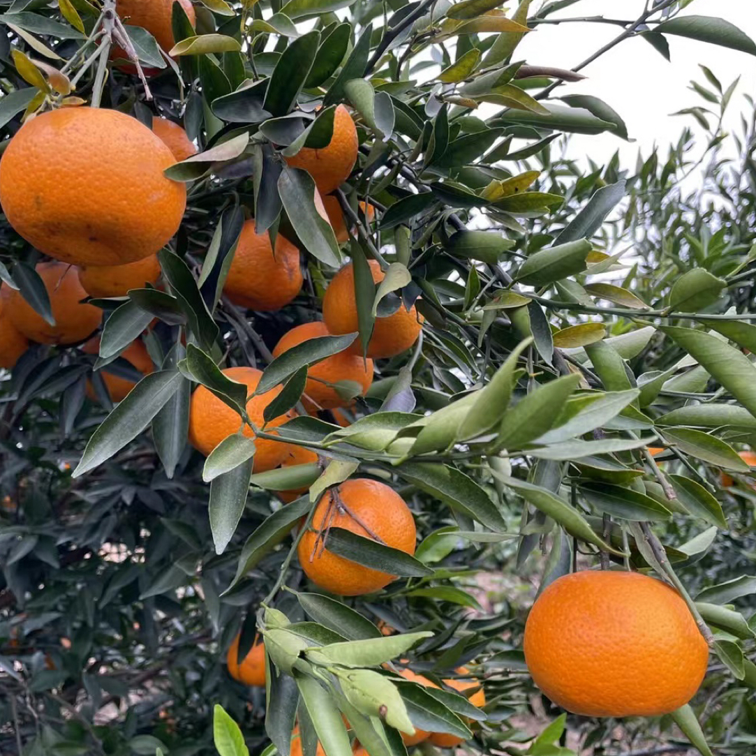 【2025年梅江塞口】8年圈枝老树冬后大红柑鲜果