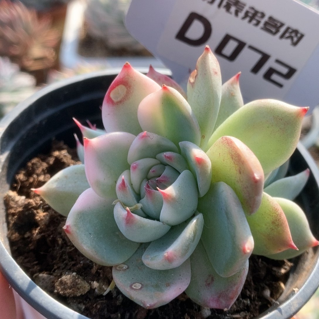 072锦锦锦锦锦锦