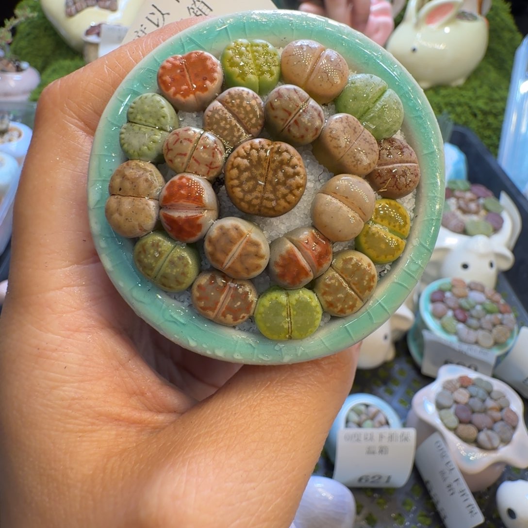 多肉植物福利冲567