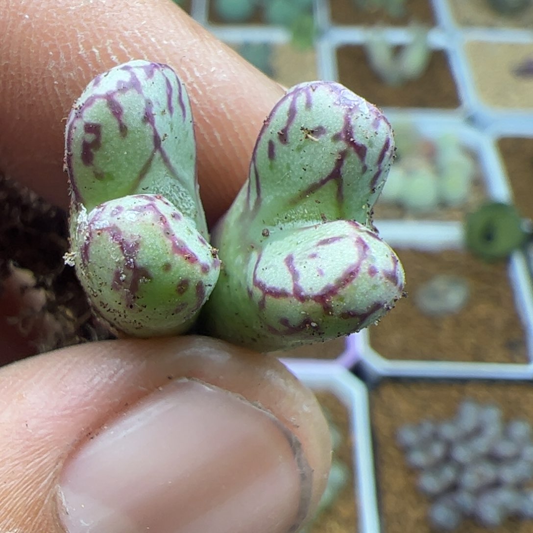 各位过年好22159