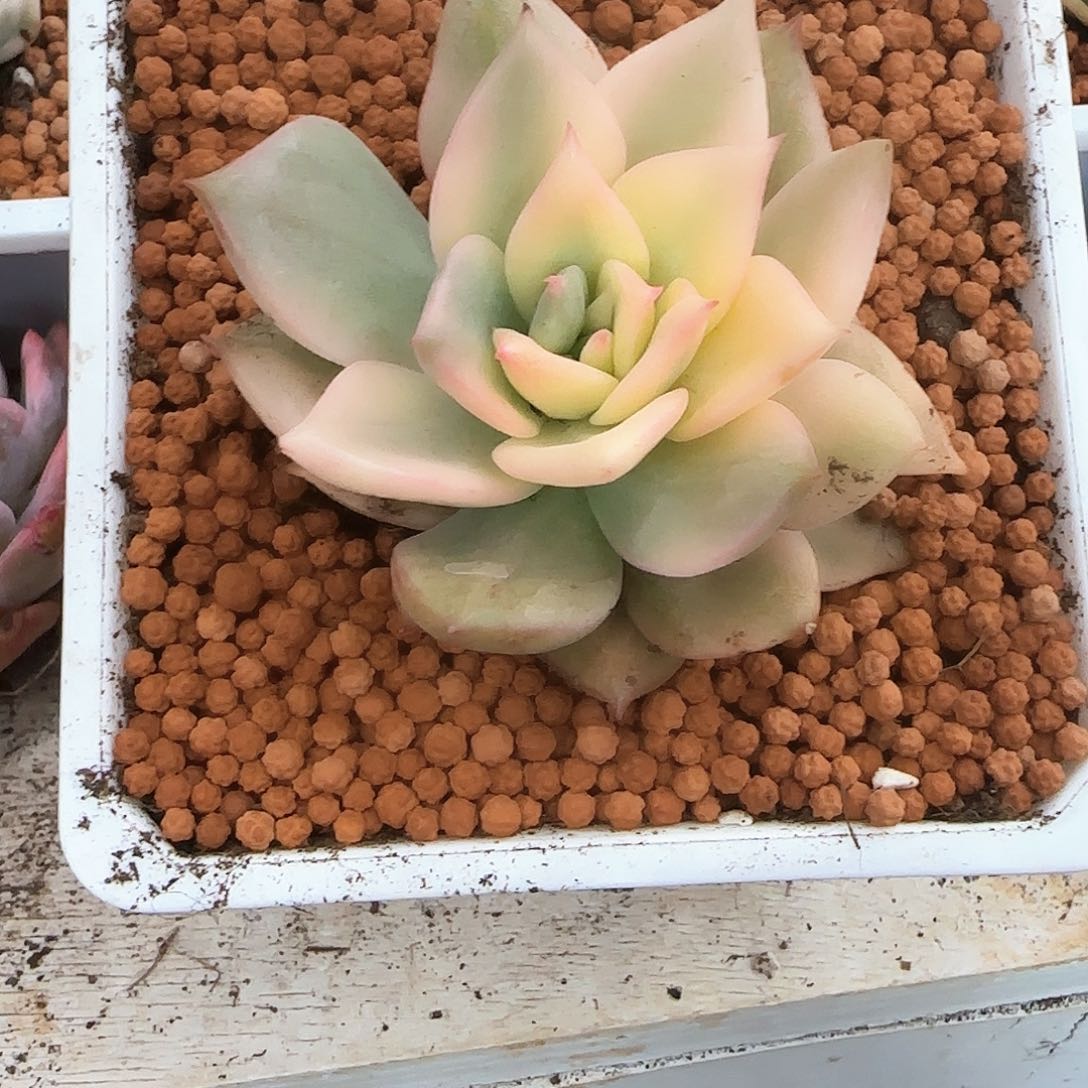 卡梅拉大宽锦多肉