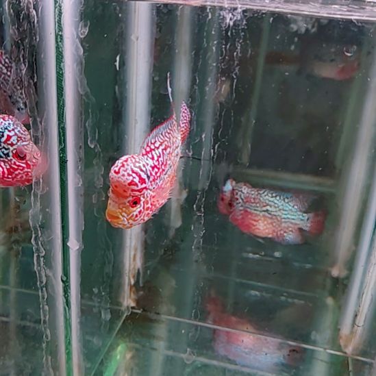 海水鱼2222222222