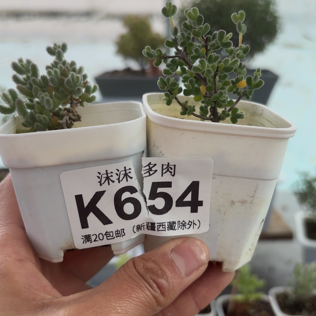 嘻***^654冰钻和月曲组合福利